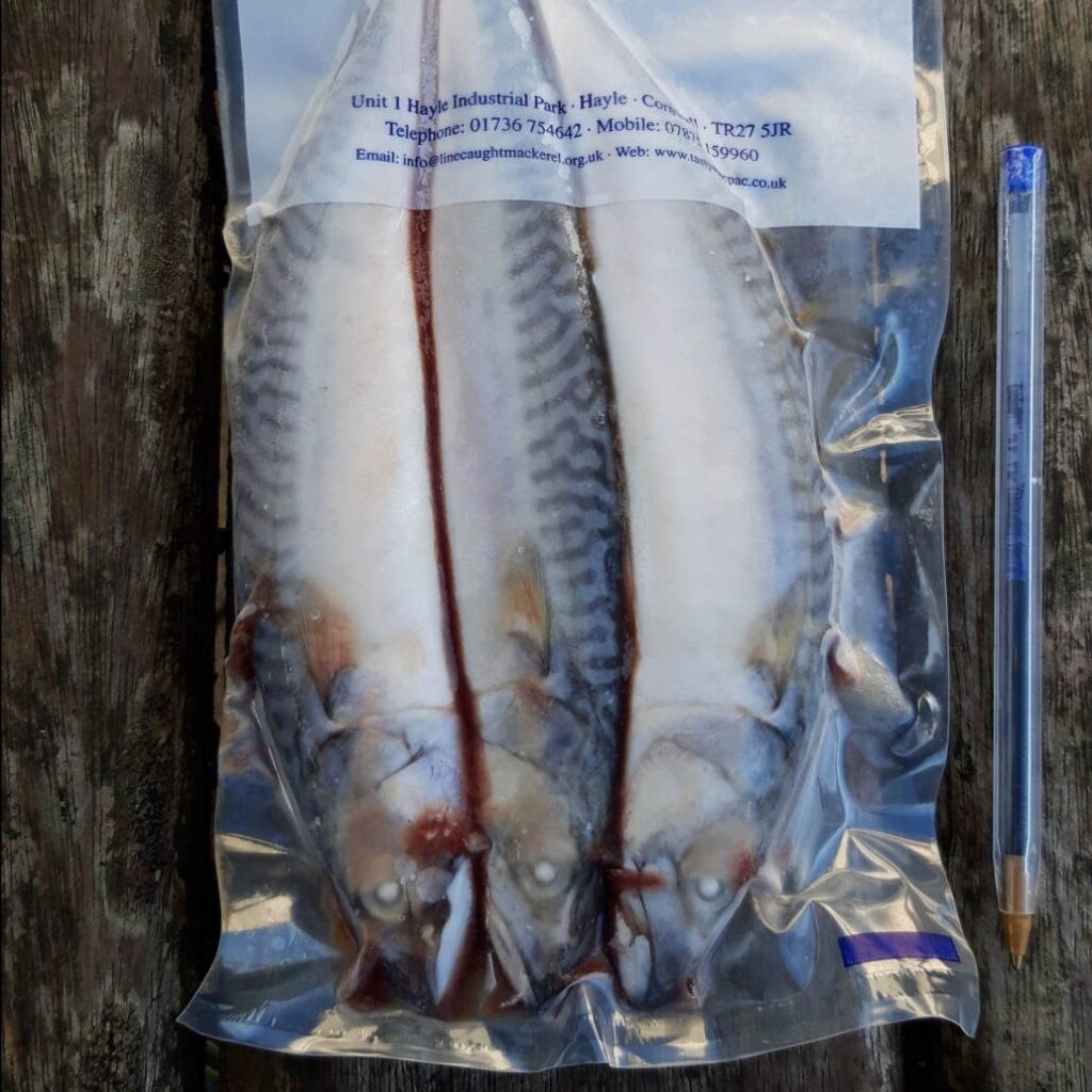 Joey Mackerel T.W. MURRAY & Co.